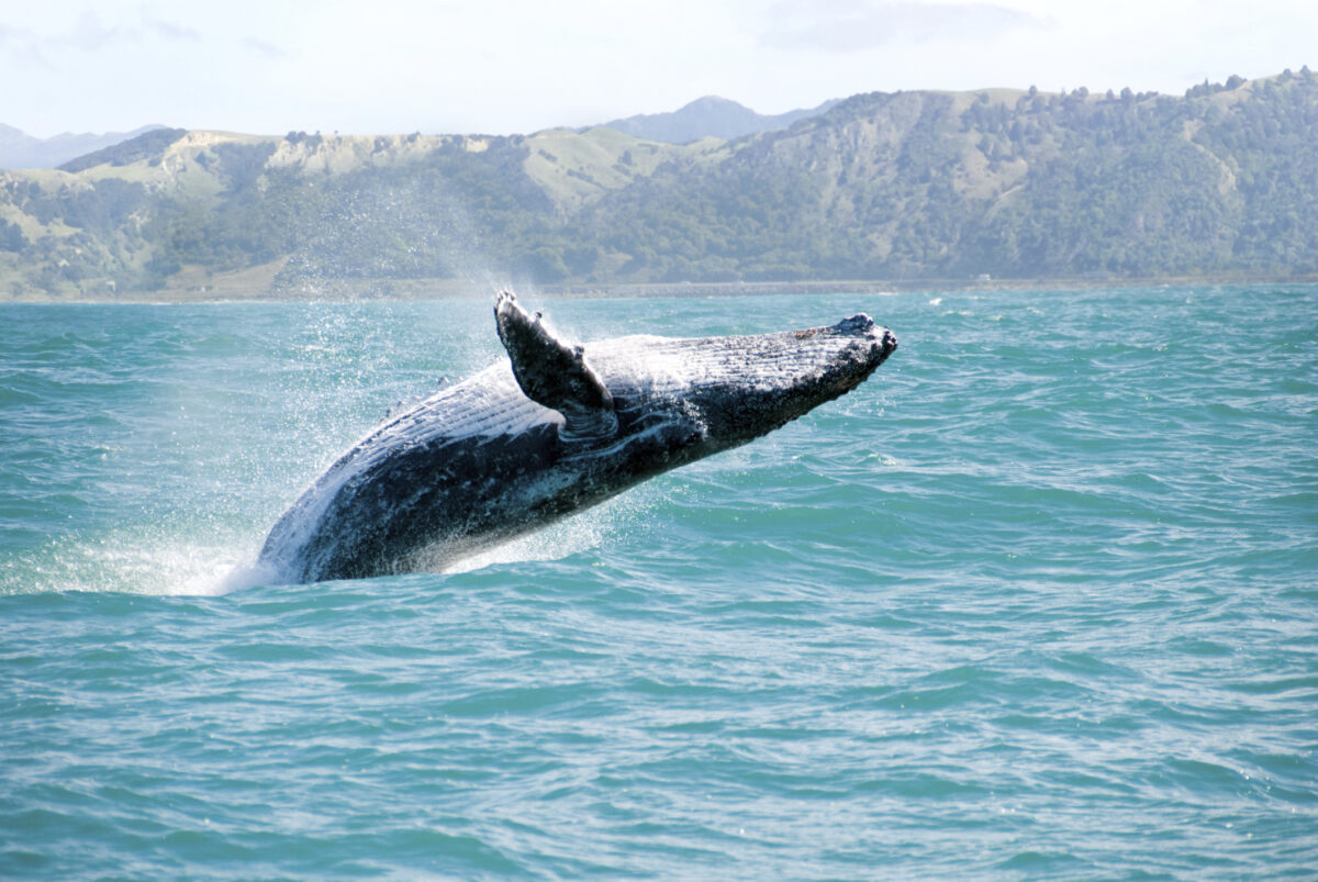 Land Whale Observatory